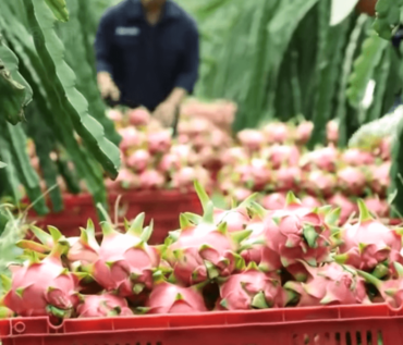 Dragon fruit during a harvest.