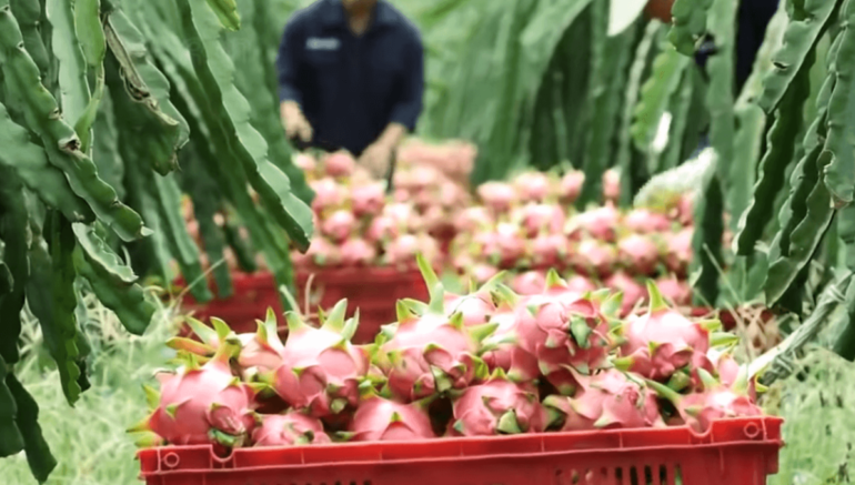 Dragon fruit during a harvest.