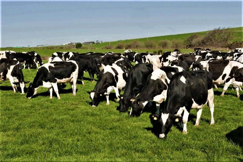ADC Kitale dairy cows for sale in Kenya
