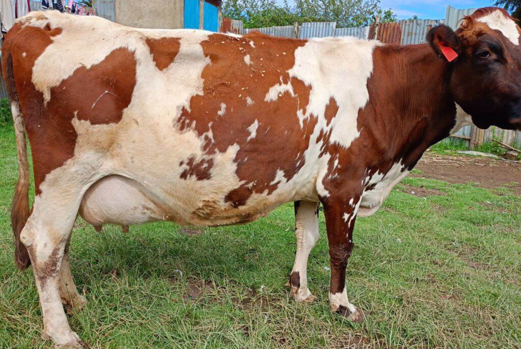 Ayshire InCalf dairy cow for sale in Kenya
