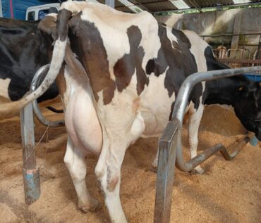 Where to buy dairy cows in Kenya