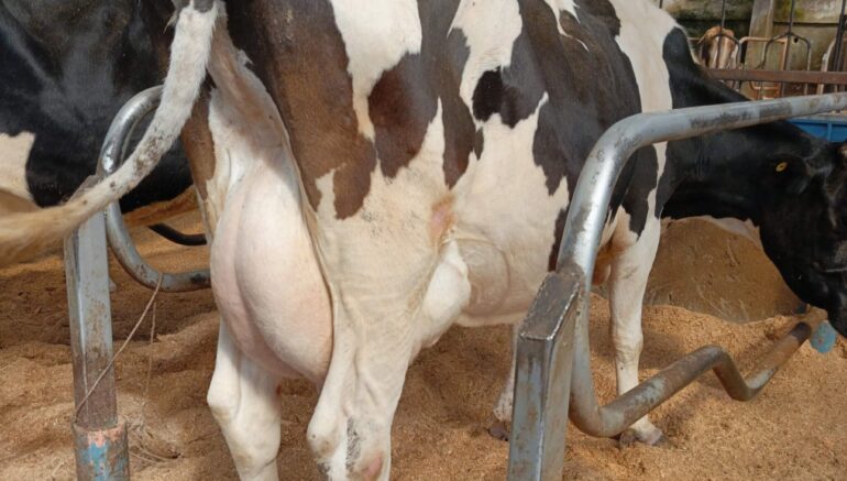 Where to buy dairy cows in Kenya