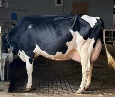 Friesian Dairy Cow for sale in Kenya