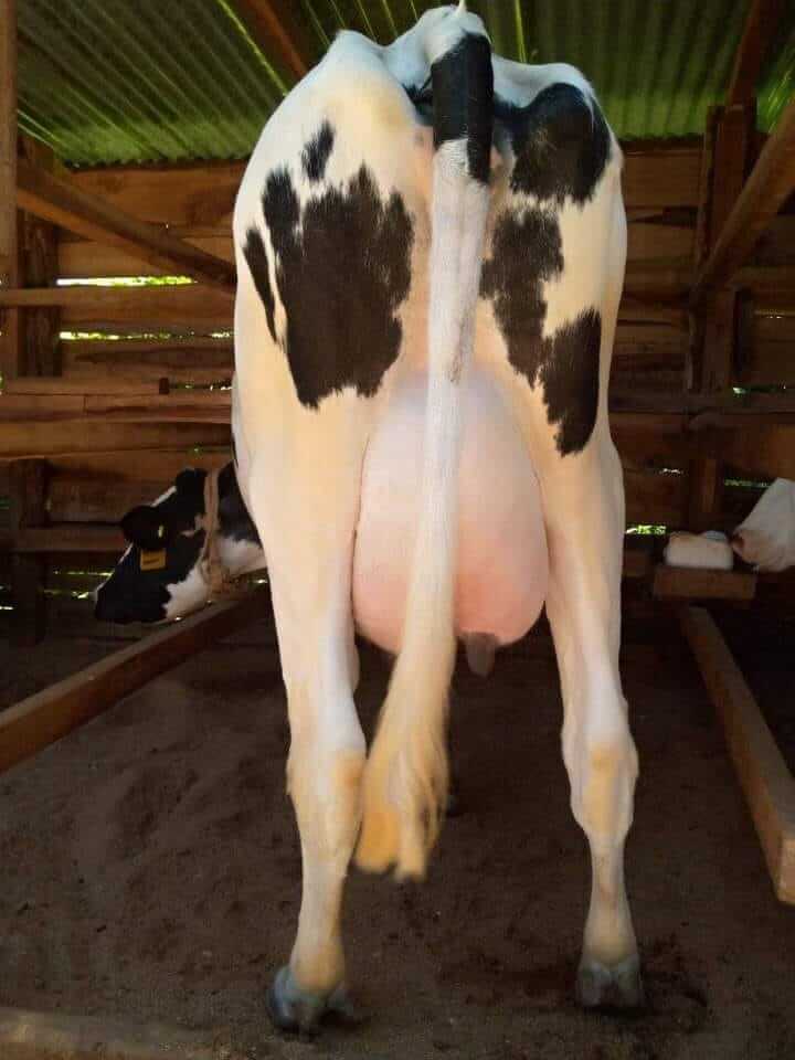 Githunguri Dairy Cattle for sale in Kenya