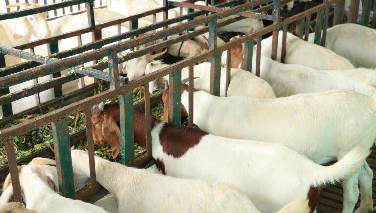 Goats in a cage