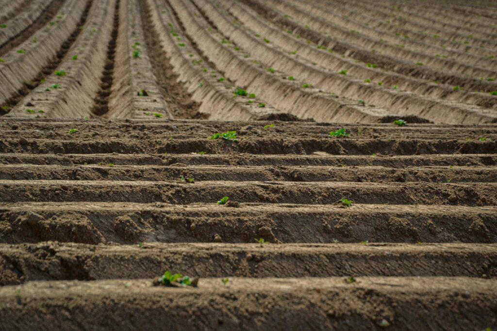 furrow irrigation