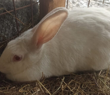 Where to sell rabbits in Kenya