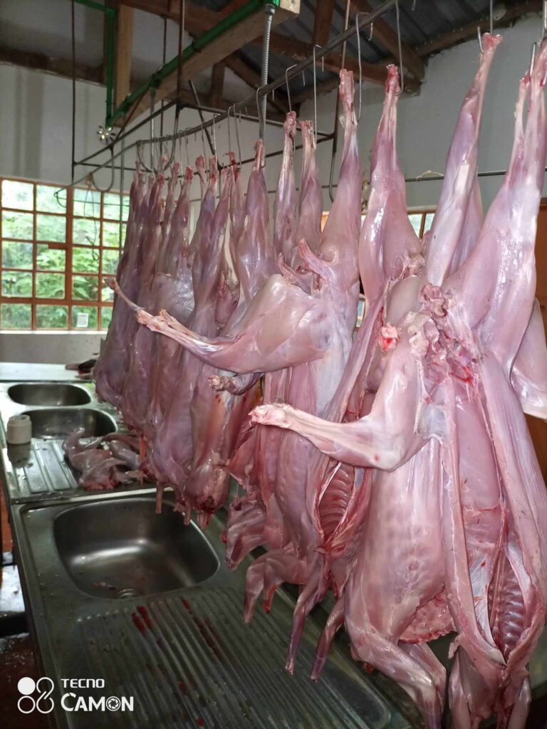 Rabbit meat price per kg in Kenya