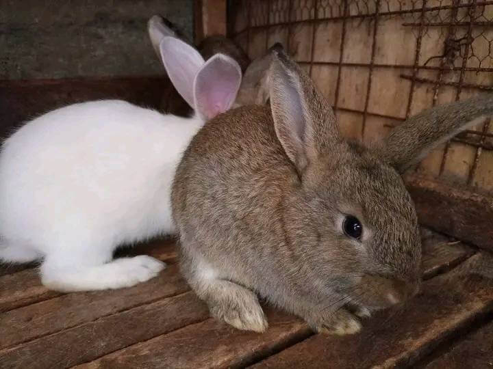 Rabbits in Kenya