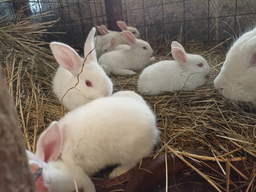 Young Rabbits for sale in Kenya